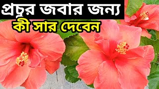 জবা গাছে প্রচুর ফুল পেতে কী সার  | How to get maximum hibiscus flower