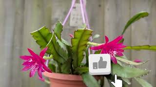 Pierwsze kwiaty Epiphyllum 2025 🌵 Epiphyllum Leon Herrick