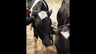 অস্ট্রেলিয়ান ফ্রিজিয়ান বাছুর ২ টির দাম কত চাচ্ছে এই বেপারী ভাই || হযরতপুর হাট ২০২৪ || রাখালের কথা