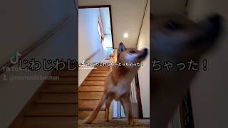 そろそろお散歩に行こうよ～柴犬モモちゃんのひと遊び#animal #cute #dog #doglover #shiba #柴犬と暮らす #癒やされる