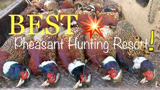 BEST PLACE for Pheasant Hunting! {SpearPoint Ranch} KANSAS, USA
