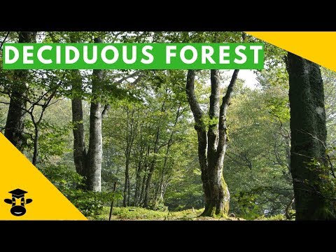 Where are deciduous forests found?
