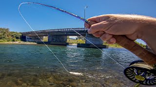 This bridge pool has lots of trout | Fly fishing the Tongariro River