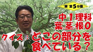 【中１理科　植物】葉・茎・根０　（導入：クイズ「サツマイモ・ジャガイモ・玉ねぎ・みょうがはどこの部分を食べているでしょうか？」）