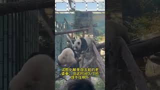 萌宝vs萌玉~招招都是拱，式式都是戏！ #panda #大熊貓