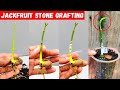 Stone grafting Jackfruit tree | how to graft jackfruit tree #grafting