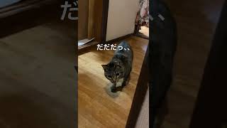 【ねこ】だるまさんがころんだ♪ #shorts  #ねこのいる生活  #だるまさんがころんだ