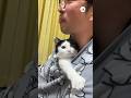 可愛すぎる遊びを見つけた我々｜PECO #ハチワレ #子猫 #子猫のいる生活 #保護猫 #愛猫家 #kitten #rescuedkitten #kittenlife #catlover