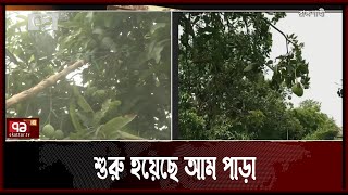 রাজশাহীতে শুরু হয়েছে আম নামানো | Rajshahi | News | Ekattor TV