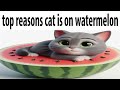 top reasons cat is on the watermelon