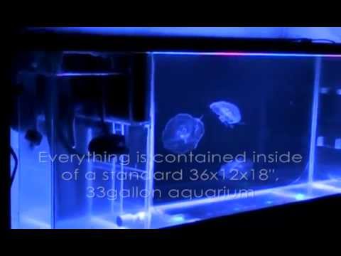 JellyFish Aquarium #3 - DIY Tank In Operation JellyFish Aquarium #3 - DIY Tank In Operation