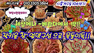 창이예쁜집~업뎃구성!! 개당4천원대부터!! 베란다용 창묵둥이 득템찬스!!