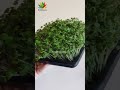 how to grow microgreens at home🌱☘️ microgreen microgreenswithoutsoil gradening plants shorts