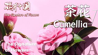 【The Signature of Flowers】花开中国 EP1 Camellia 茶花