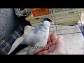 文鳥の介護 152　甘えモード中　8year old java sparrow.