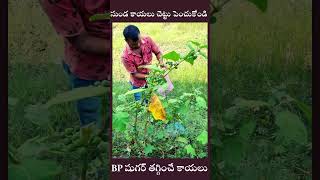 sunda kayalu uses in telugu #youtubeshorts #ytshorts #medicinalplants || ఇదే సుండ కాయలు చెట్టు