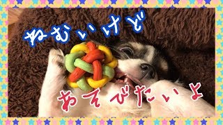 睡魔と戦いながら一人で遊ぶチワワ ～Chihuahua who is sleepy but wants to play～【癒され動画】