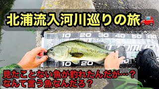 【9月】北浦流入河川巡りの旅【バス釣り】