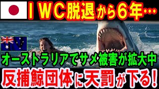 【海外の反応】IWCに天罰下る！オーストラリアでサメ被害が拡大中！ 反捕鯨がもたらす意外な結果とは