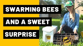 Swarming Bees and a Sweet Surprise