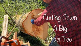 Cutting Down a Big Alder Tree, Tending the Land, Selective Logging, DIY Tree Removal