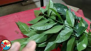 So sánh lá mắc mật khô và lá mắc mật tươi