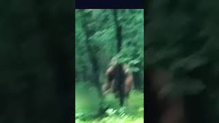 This Jaw Dropping Video Shows The Largest Dogman Ever