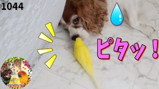 イタズラが大好きなセキセイインコ！キャバリア犬もお手上げ Budgerigar pranks Dogs  動画1044