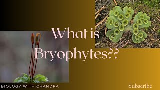 part2 Understanding #Bryophyta: The Non-Vascular Plants of the Plant Kingdom