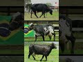 🔴 girolando dairy cows 2024 ✅ biggest bulls and cow bulls cows girolando dairycows cow