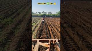 Solai farmer 🙋 subscribe ✅💚5 #vivasaya #shots#vivasaayi #agriculture #farming#விவசாயி #agricultural