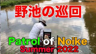 【koi】野池の巡回 2022 / Patrol of Noike Summer 2022【錦鯉】