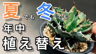 アガベを植え替えるタイミングと季節による注意点