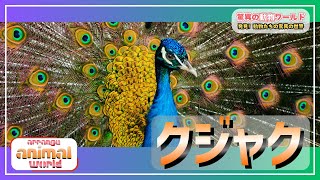 クジャクの秘密を徹底解説！美しさの裏に隠された生態とは？