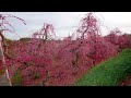 【風景と自然】2023年3月4日 大草山 昇竜しだれ梅園　kusayama shoryu weeping plum garden in hamamatsumar 4th 2023