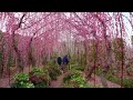 【風景と自然】2023年3月4日 大草山 昇竜しだれ梅園　kusayama shoryu weeping plum garden in hamamatsumar 4th 2023