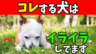 【ヤバすぎる犬のイライラ限界突破】ストレスを抱えた犬だけが見せる行動８選【徹底解説】