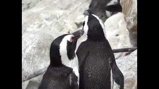 Latest science report confirms African Penguin as endangered