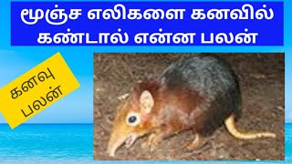 மூஞ்ச எலிகளை கனவில் கண்டால் என்ன பலன்/What is the benefit of dreaming of mice/all in one Nandhini