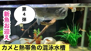 新魚お迎え 第4弾【カメと熱帯魚の混泳水槽】