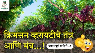 क्रिमसन व्हरायटीचे तंत्र आणि मंत्र...! #grape Grape Master #guidance #grapesolution #farming