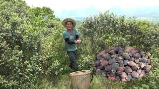 农村满山遍野的山捻子成熟了，农村小伙进山采摘，一天能赚1000元【民间小邓】