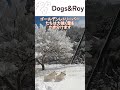 【積雪40ｃｍ】どれだけ積もっても遊ぶわんこたち トイプードル サモエド ゴールデンレトリバー パピー 赤ちゃん ブリーダー 子犬 京都 美山 南丹市 ドッグラン