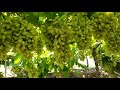 super sonaka export size grapes सुपर सोनाका एक्सपोर्ट साइज द्राक्ष ००१