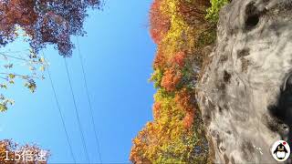 夜叉神峠 登山口駐車場まで 紅葉ドライブ です