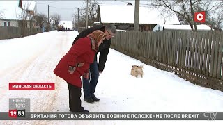 Бешеный волк в Столбцах.  Новые подробности нападения