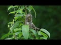 too big meal for the chicks bar winged prinia