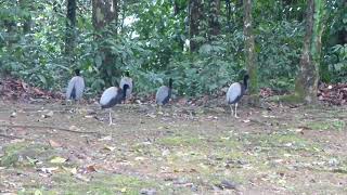 Grey-winged Trumpeter, Psophia c. crepitans, Brownsberg, Suriname, 9 Dec 2017 (3/5)