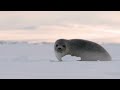 adorable baby seal come towards camera and tries to talk making irresistibly cute noises