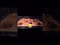 dancing cookie dough is funny asf😂 like and sub for a cookie🍪